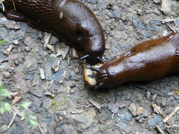 Lauterbrunnen - Giant Slugs