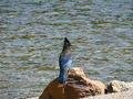 Blue Jay (2)