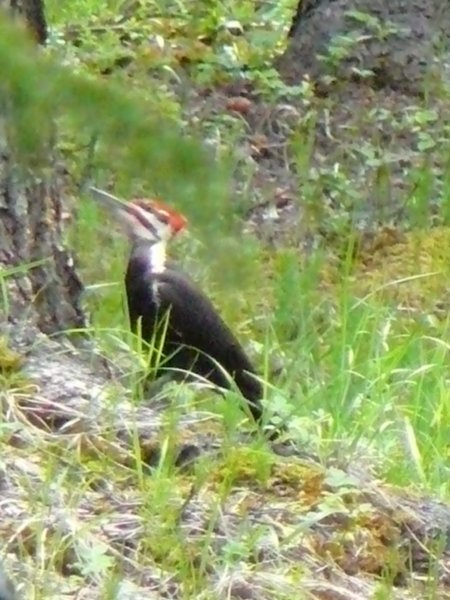 Banff - Woodpecker