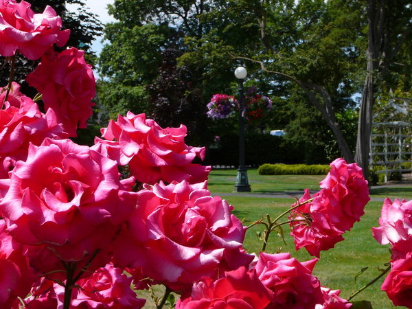 Victoria - Rose gardens