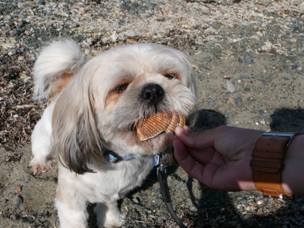 Parksville - Cecil trying to eat shells