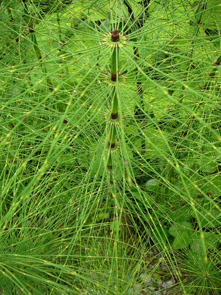 Ucluelet - Strange green plant