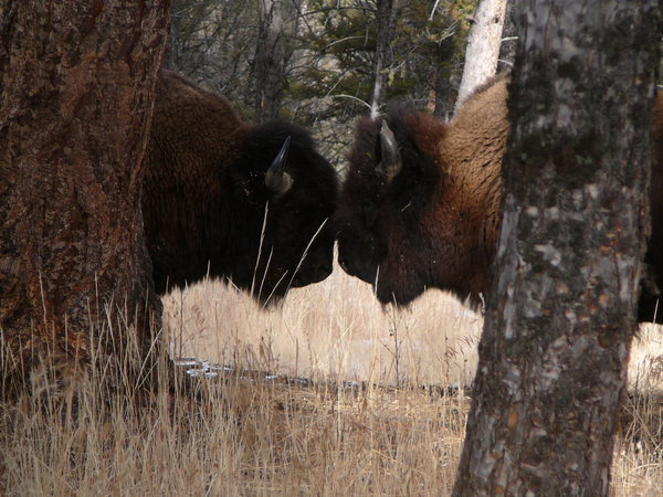 Yellowstone National Park - Buffalos