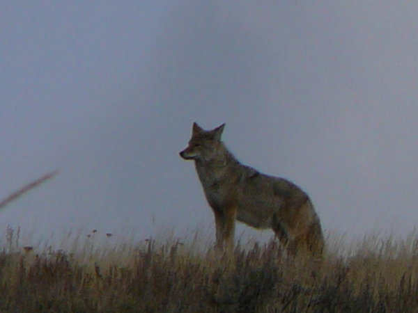 Yellowstone National Park - Coyote