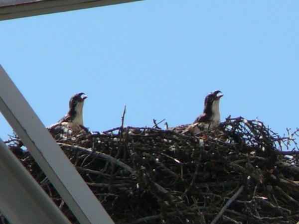 Eagles Nest (2)