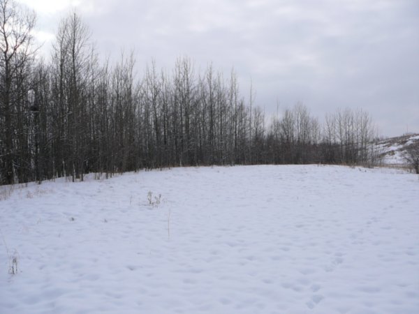 Winter Walk (1)