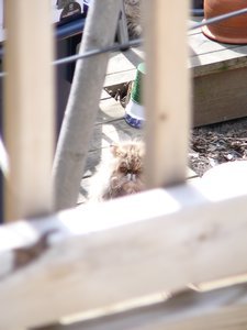Toronto - Stalker cat
