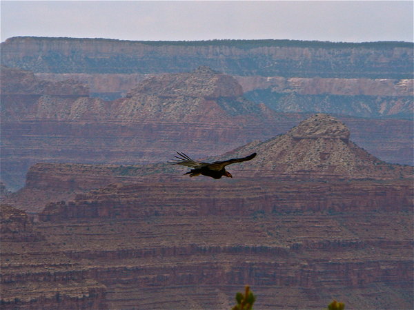 Grand Canyon - Californian Condor