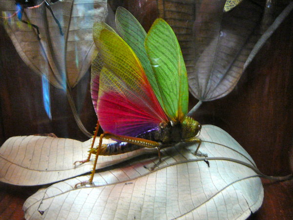 Panama - Giant insects