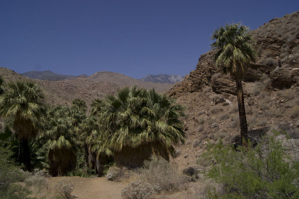 Indian Canyon Palms