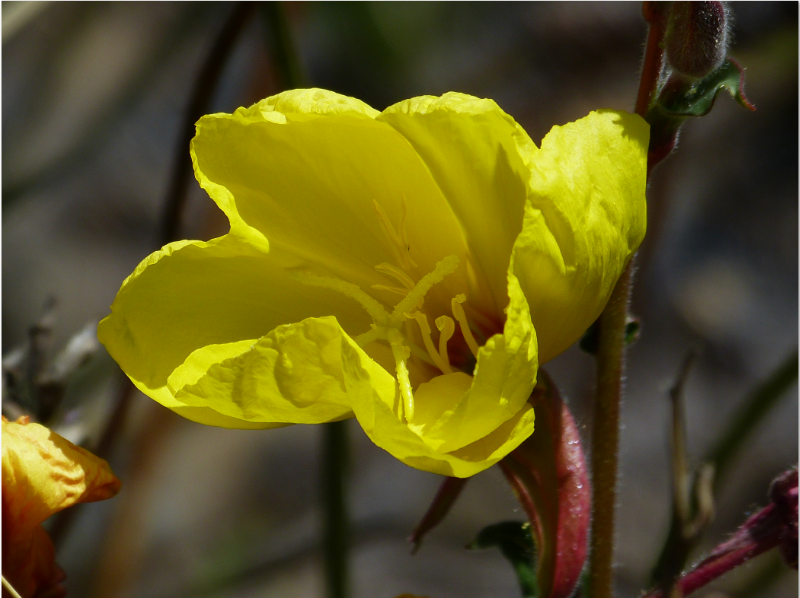 Haleakala National Park Yellow Poppy Wildflower,  Sue Salisbury Maui Hawaii
