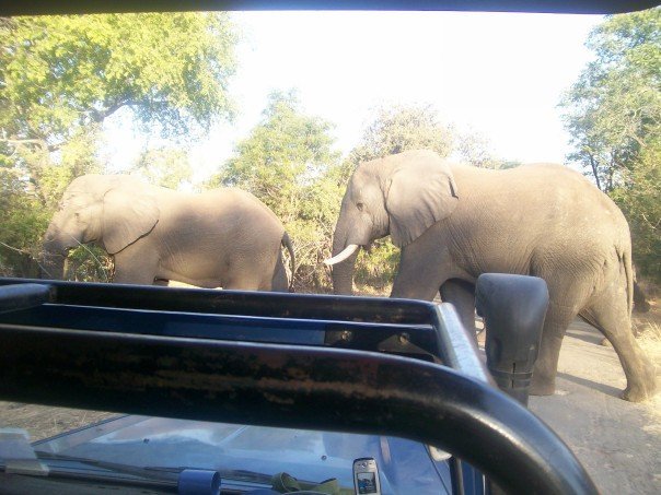 Herd of Elephants walk in front of us