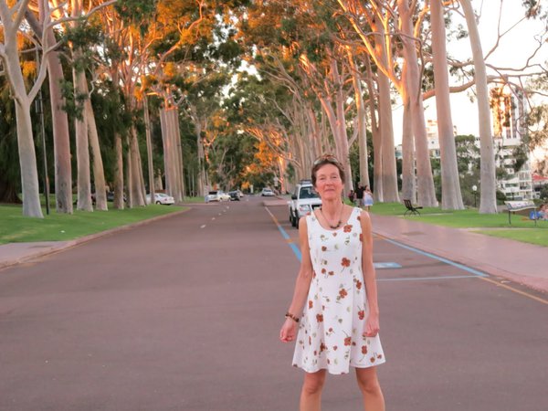 Eucalyptus Entrance to King's Park -  Perth