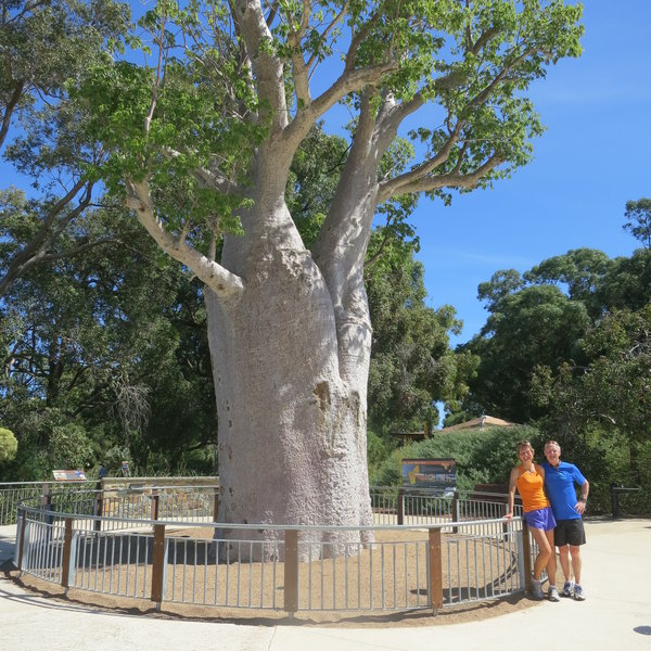 Iconic Boab Tree