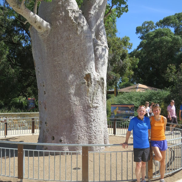 Impressive Girth of the Baob Tree