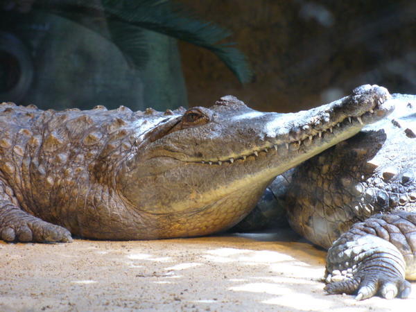 Crocodile at the wildlife sanctuary