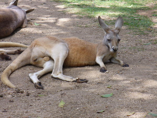 That Kangaroo photo