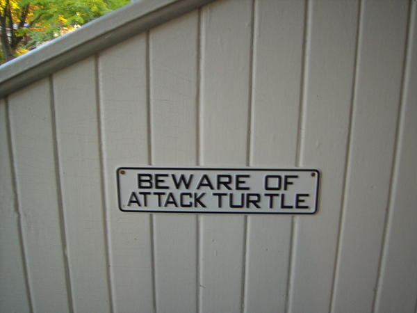 Beware of Turtles