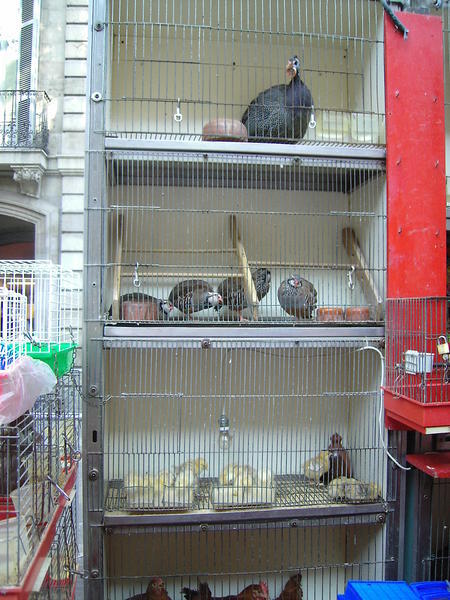 Bird Market on La Rambla