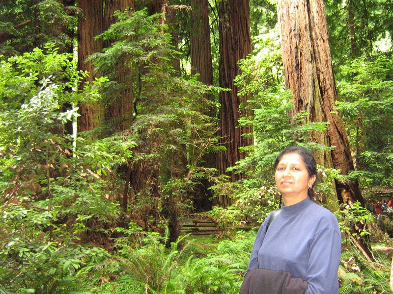 Tallest redwoods in Muir Woods