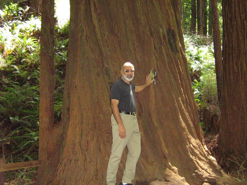 Closely related to Giant Sequoia