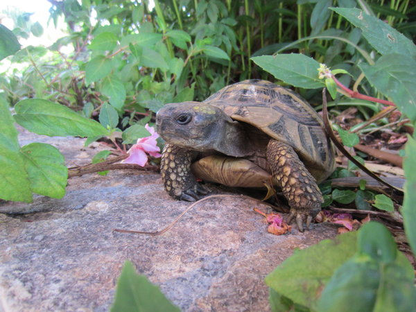 Resident apartment turtle
