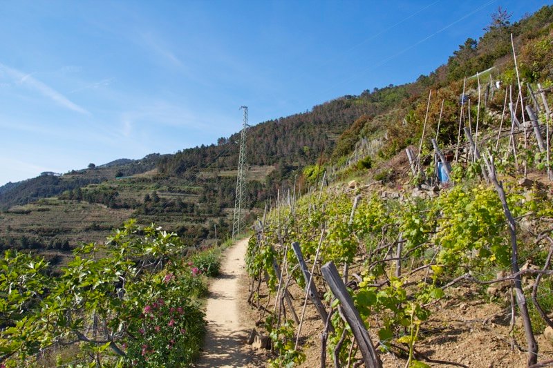 Our walk through the vineyards