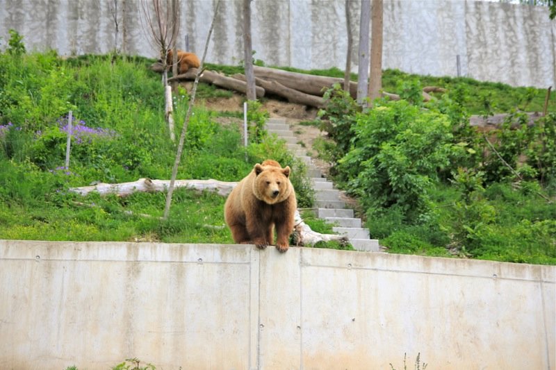 Bear park - Bern