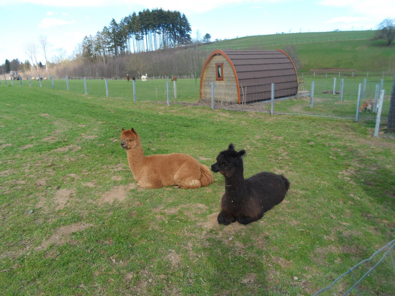 Friendly Llamas at the farm