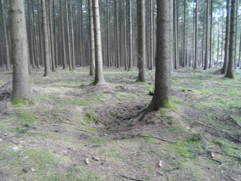 The wooded fields around Bastogne