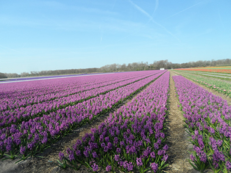 Hyacinth Fields