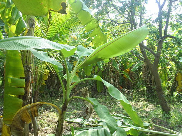 Banana Plantation