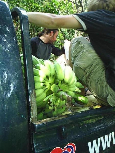 Sharing the pick up truck with enough bananas to satisfy an elephant
