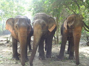 Three of the elephants