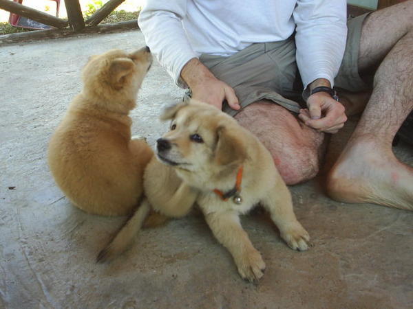 Puppies at our guesthouse