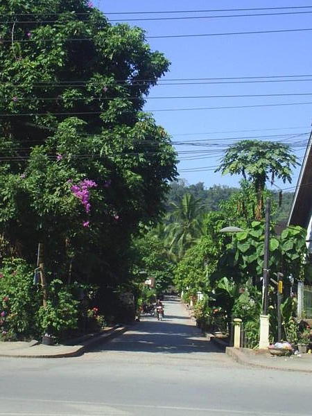Leafy side street in Luang Prabang