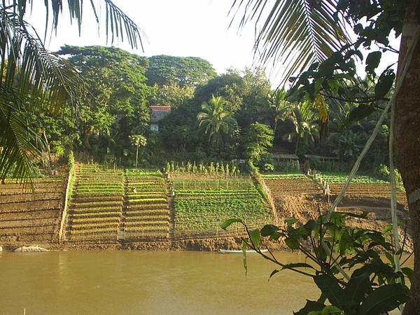 Farming beside the Mekong