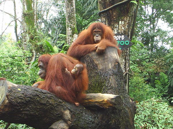 Orangutans at Singapore zoo