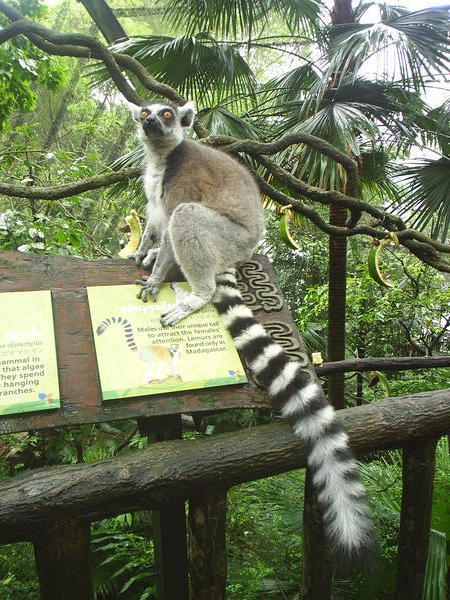 Ringtailed lemur at Singapore zoo