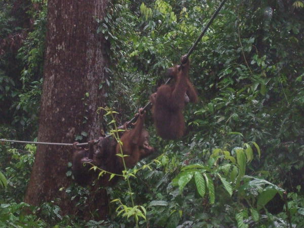 Orangutans swinging in to be fed