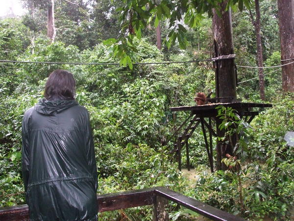 Watching the orangutans eating their dinner