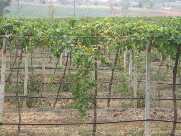 Vineyards at Silverlake