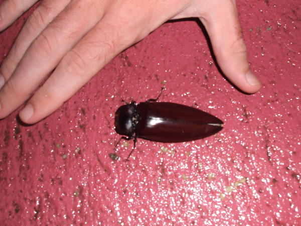 A massive beetle on Ko Mak