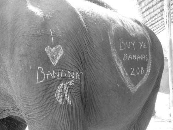 Why has noone ever thought of renting out the sides of elephants for advertising?