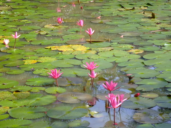 Lilies on the moat