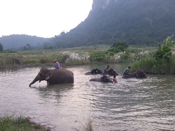 Elephants having their morning bath