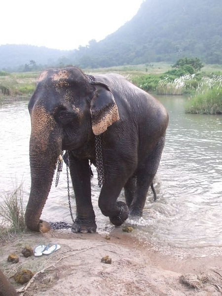 .....Clean elephant