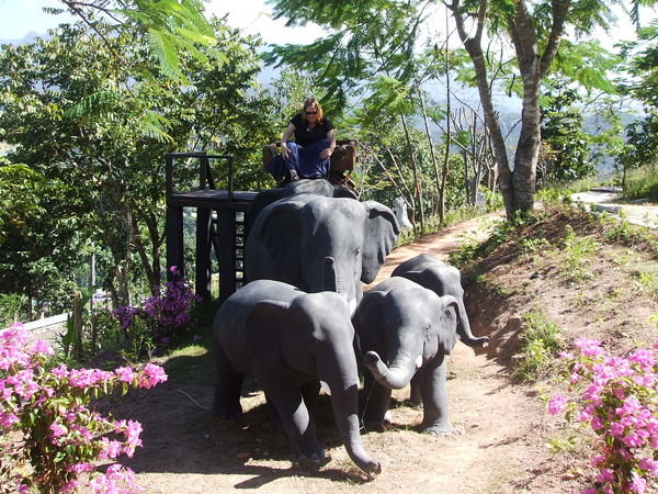 Kate taming elephants