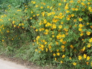 sunflowers by the side of the road