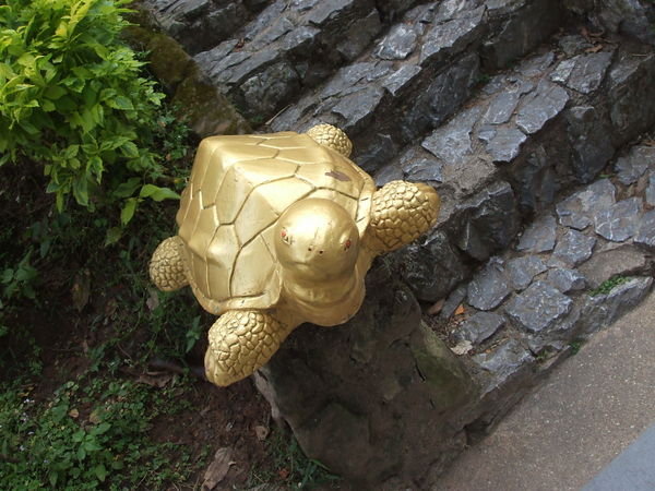quizzical gold tortoise